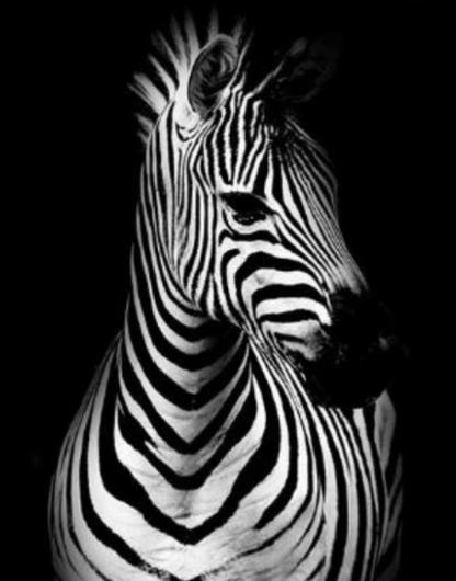 Zebra Diamond Painting