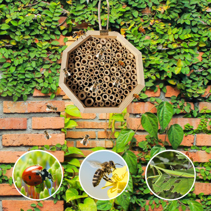 Wooden Bee Breeding Box Combination