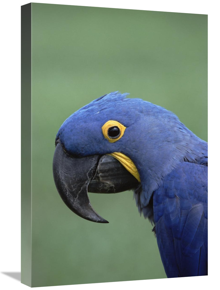 Global Gallery GCS-452518-1624-142 16 x 24 in. Hyacinth Macaw Portrait