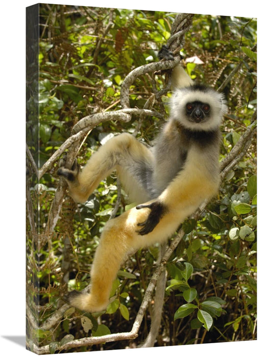 Global Gallery GCS-453030-1624-142 16 x 24 in. Diademed Sifaka, Ma