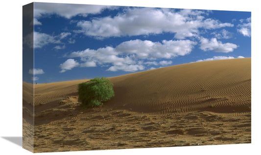 Global Gallery GCS-452569-1218-142 12 x 18 in. Spinifex Grass on Sand