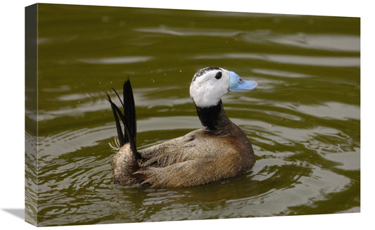 Global Gallery GCS-453106-1624-142 16 x 24 in. White-Headed Duck Male&