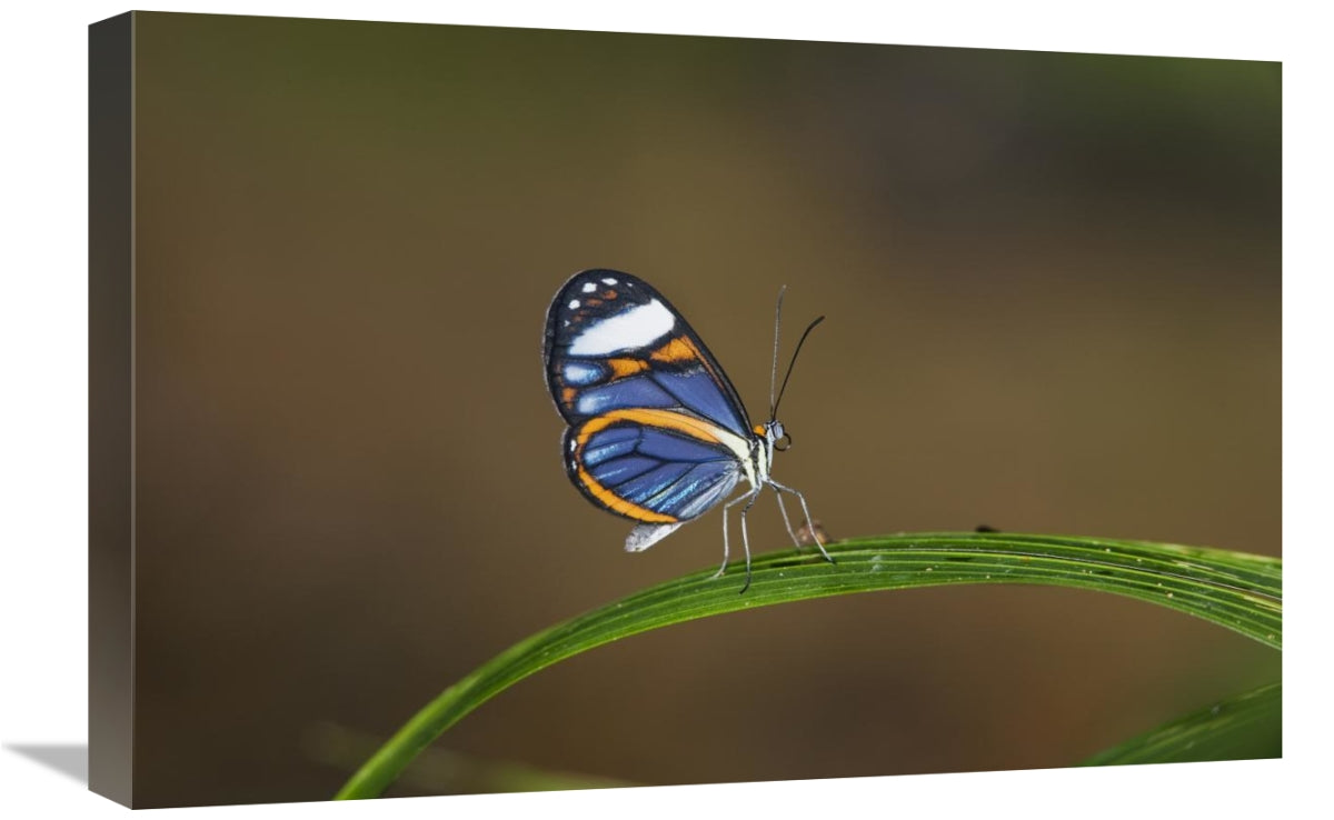 Global Gallery GCS-452684-1624-142 16 x 24 in. Glasswing on Leaf,