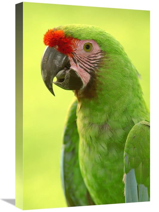 Global Gallery GCS-453213-1624-142 16 x 24 in. Military Macaw Portrait