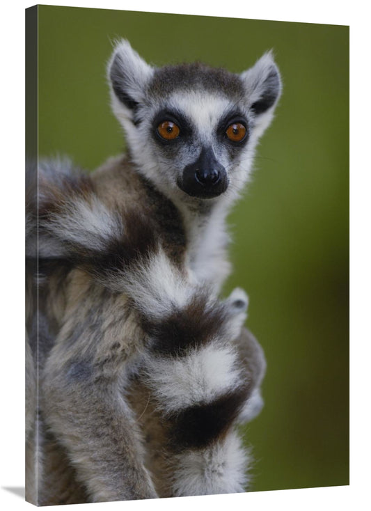 Global Gallery GCS-453237-2436-142 24 x 36 in. Ring-Tailed Lemur Portr