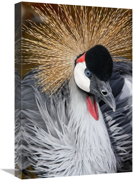 Global Gallery GCS-486532-22-142 22 in. East African Crowned Crane Art