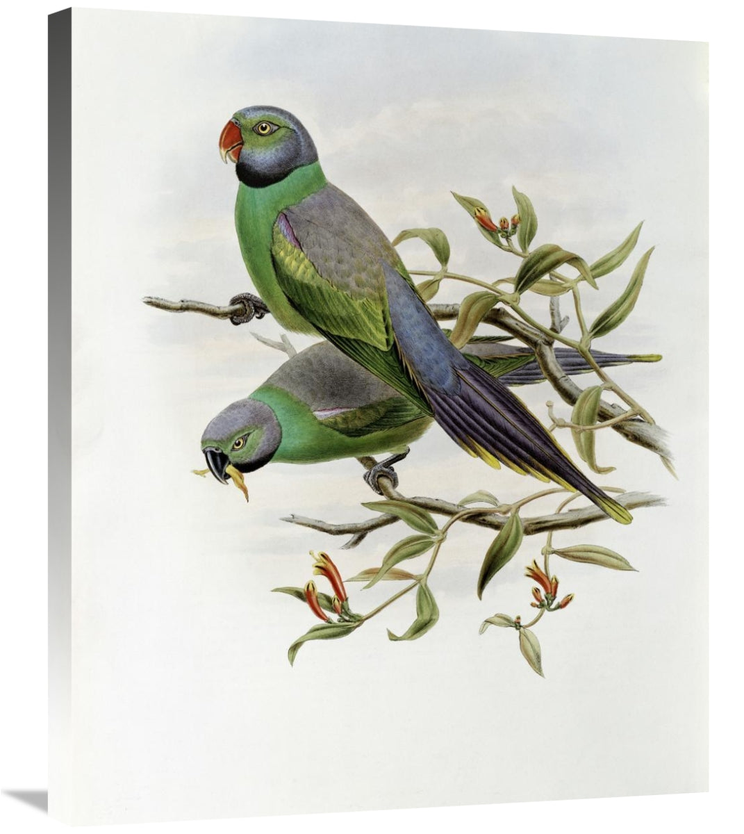 Global Gallery GCS-277772-30-142 30 in. Mrs. Layards Parakeet Art Prin