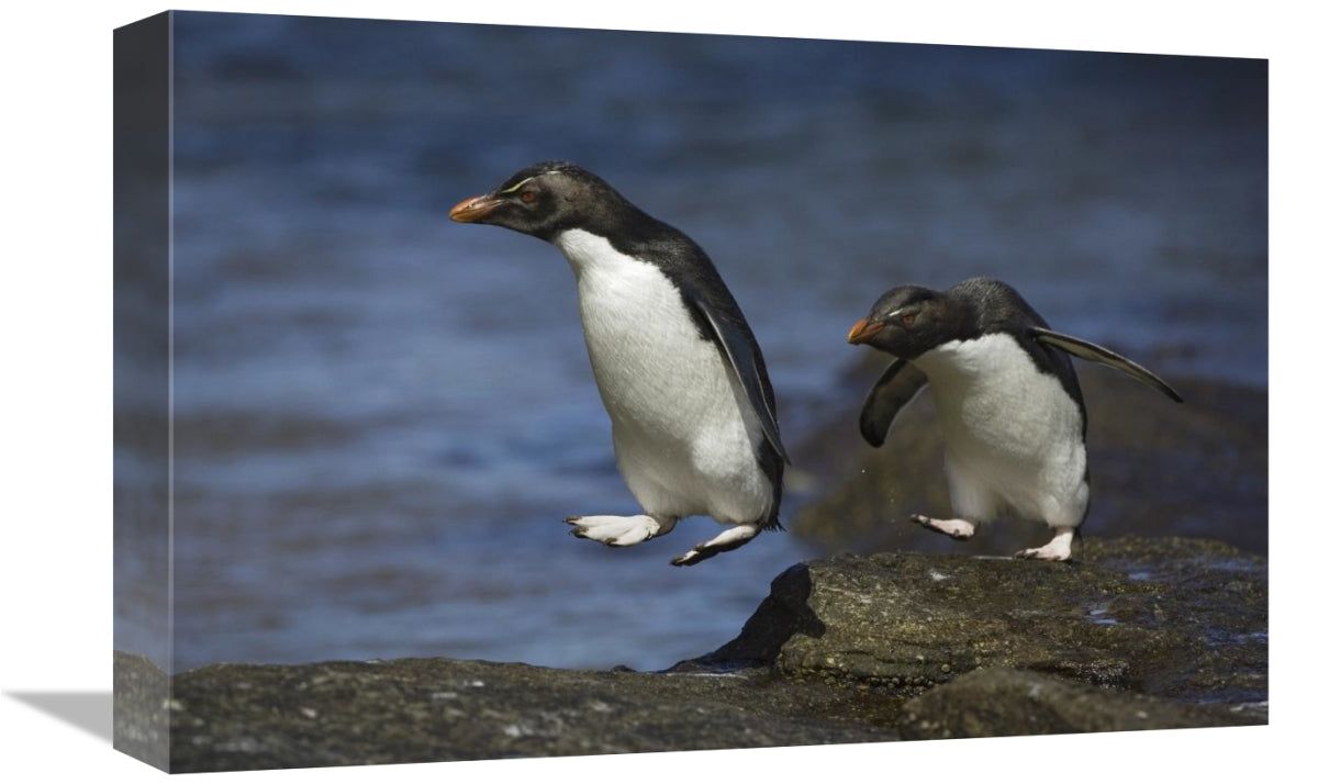 Global Gallery GCS-395850-1218-142 12 x 18 in. Rockhopper Penguin Hopp