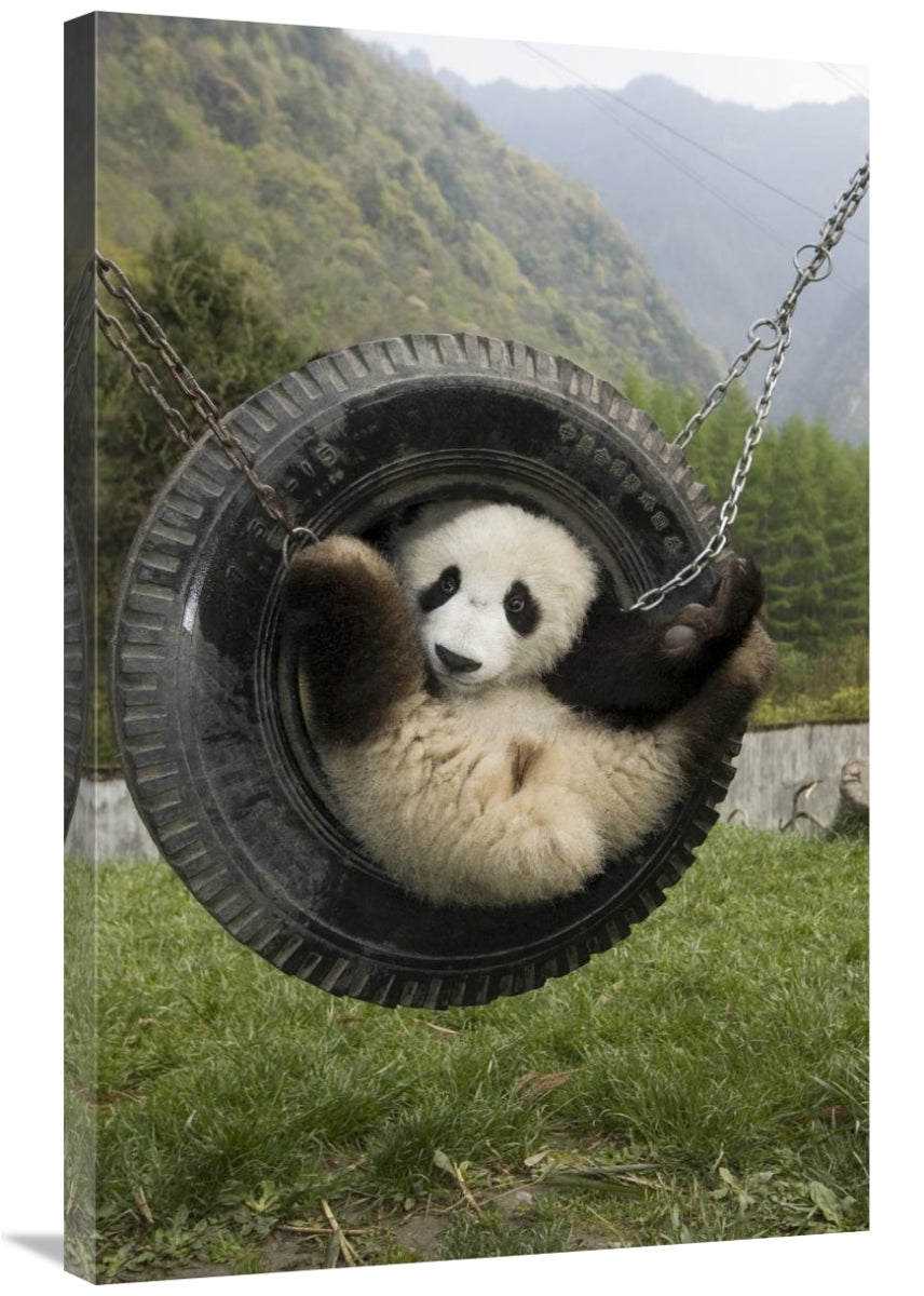 Global Gallery GCS-395897-2436-142 24 x 36 in. Giant Panda Cub Playing