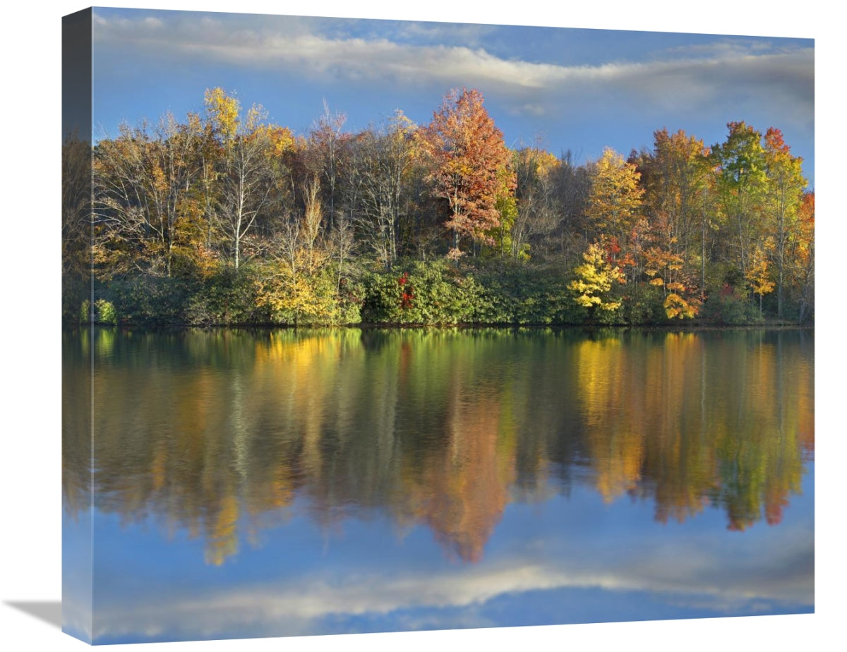 Global Gallery GCS-396974-22-142 22 in. Deciduous Forest in Autumn Alo