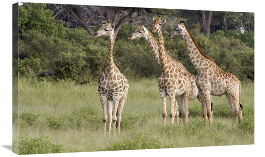 Global Gallery GCS-395399-36-142 36 in. Giraffe Group, Linyanti Ri