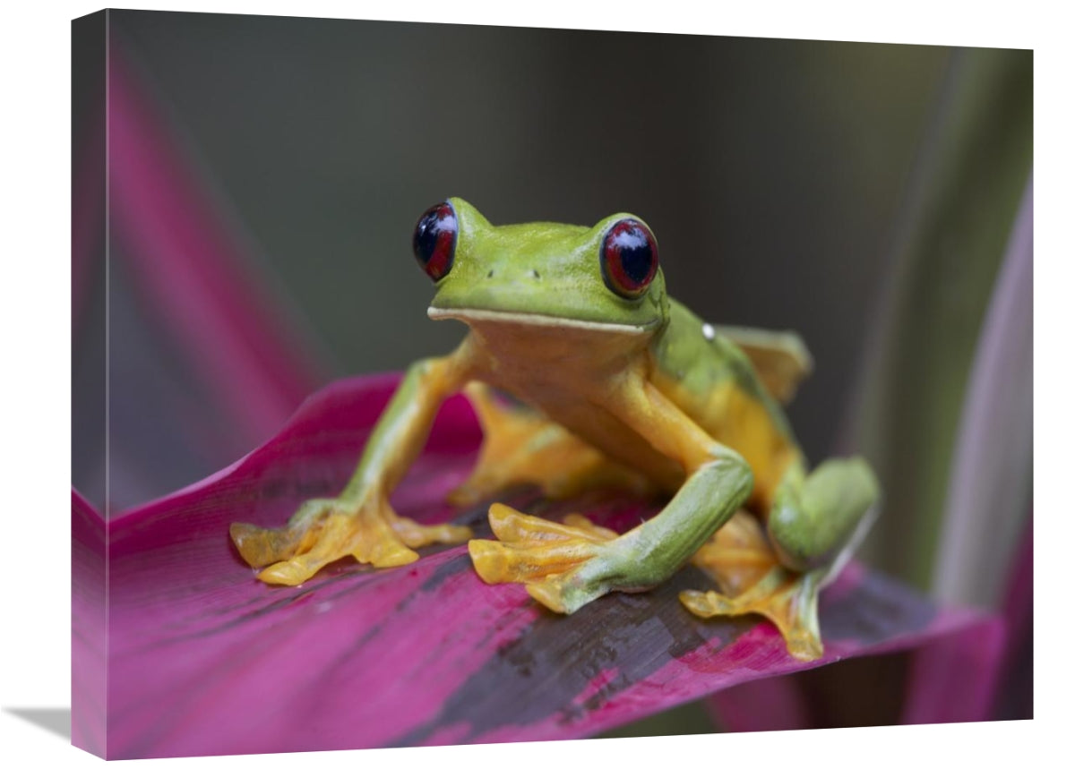 Global Gallery GCS-396098-1824-142 18 x 24 in. Gliding Leaf Frog Portr