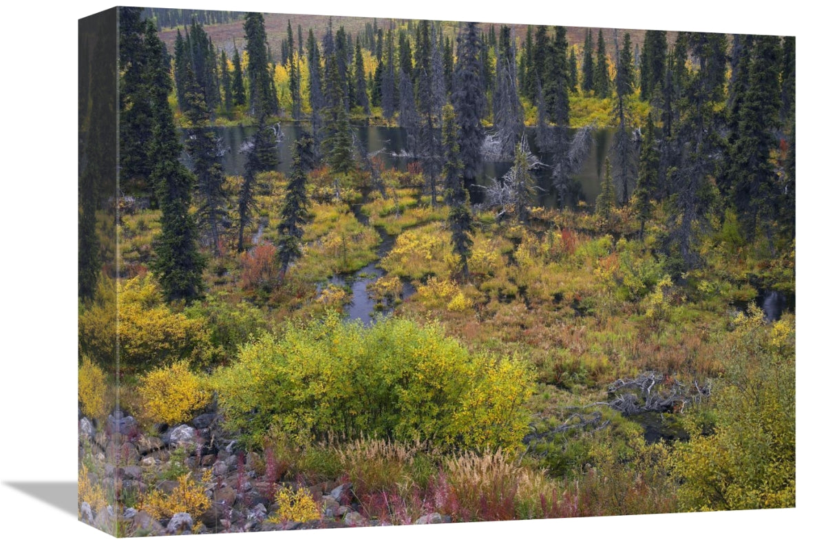 Global Gallery GCS-397036-1216-142 12 x 16 in. Beaver Pond Amid Boreal