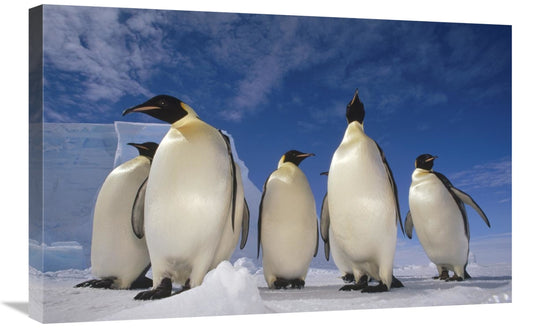 Global Gallery GCS-395636-2030-142 20 x 30 in. Emperor Penguin Group&#