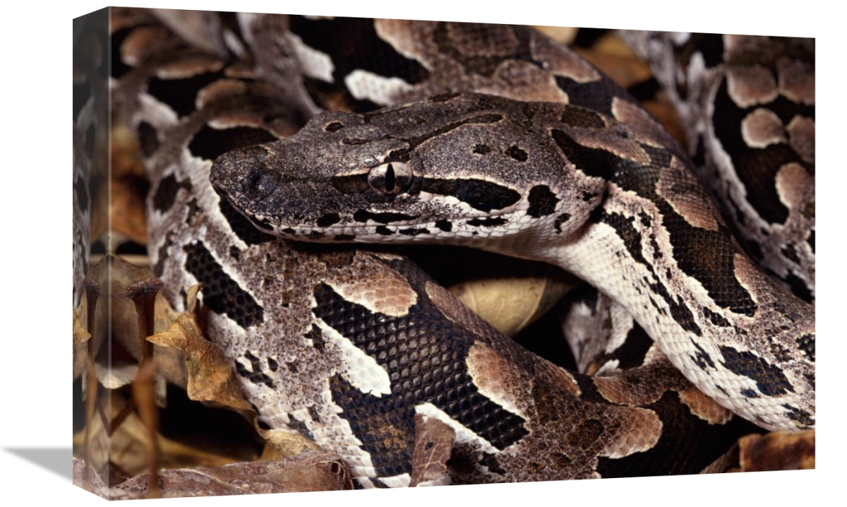 Global Gallery GCS-397233-1218-142 12 x 18 in. Madagascar Ground Boa M