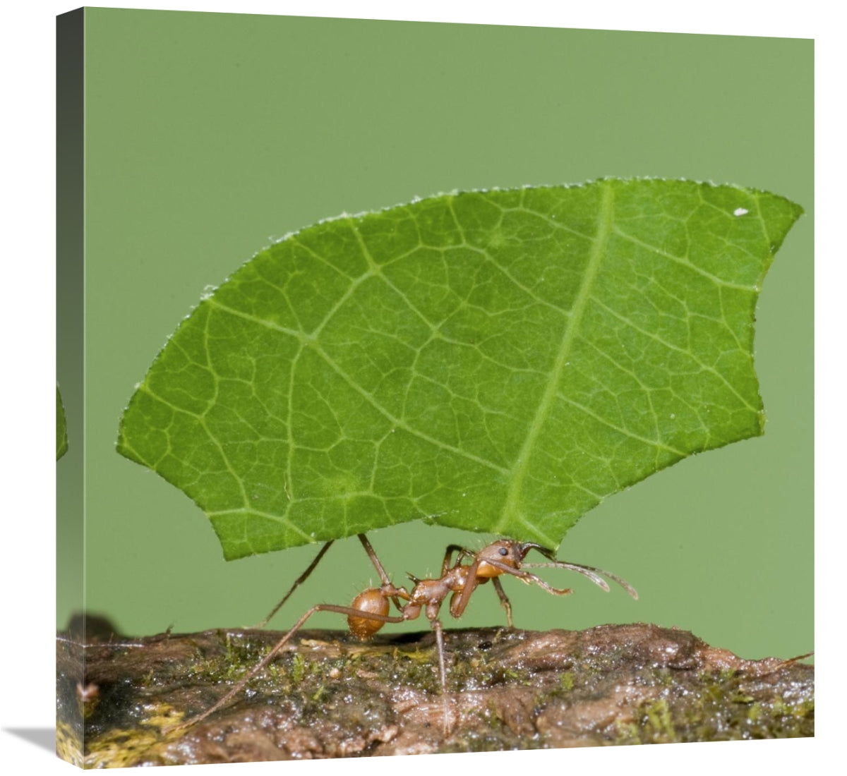 Global Gallery GCS-397307-2424-142 24 x 24 in. Leafcutter Ant Carrying