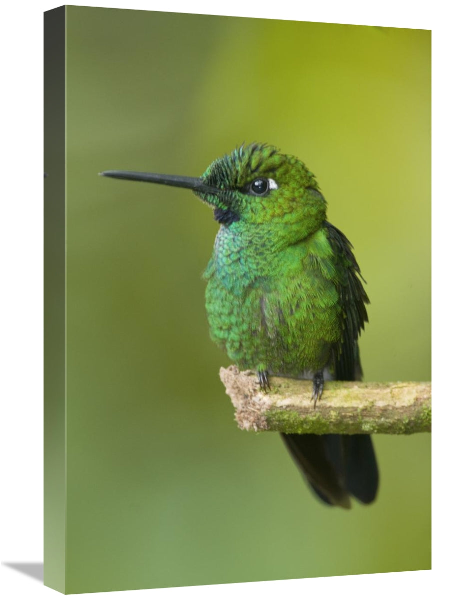 Global Gallery GCS-397328-1624-142 16 x 24 in. Green-Crowned Brilliant