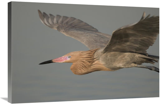 Global Gallery GCS-397338-2436-142 24 x 36 in. Reddish Egret Flying&#4