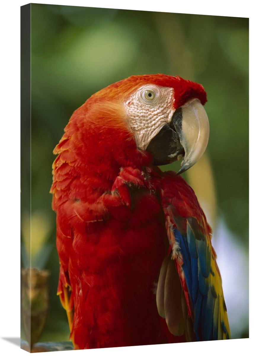 Global Gallery GCS-396321-2030-142 20 x 30 in. Scarlet Macaw, Nati