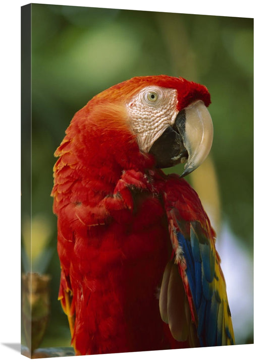 Global Gallery GCS-396321-2030-142 20 x 30 in. Scarlet Macaw, Nati