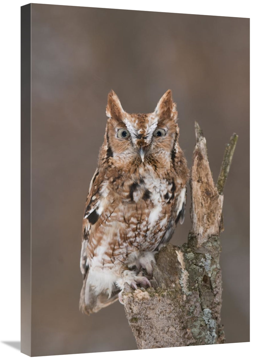 Global Gallery GCS-397385-2030-142 20 x 30 in. Eastern Screech Owl Red