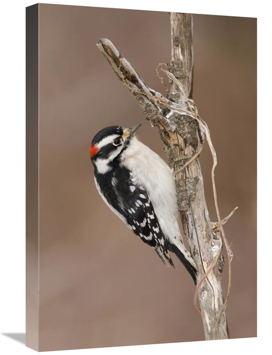 Global Gallery GCS-397389-1624-142 16 x 24 in. Downy Woodpecker Male&#