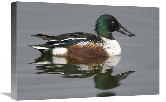 Global Gallery GCS-397417-1624-142 16 x 24 in. Northern Shoveler Male