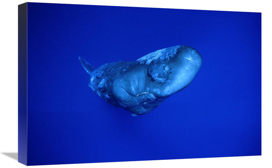 Global Gallery GCS-450783-1624-142 16 x 24 in. Sperm Whale,Dominic