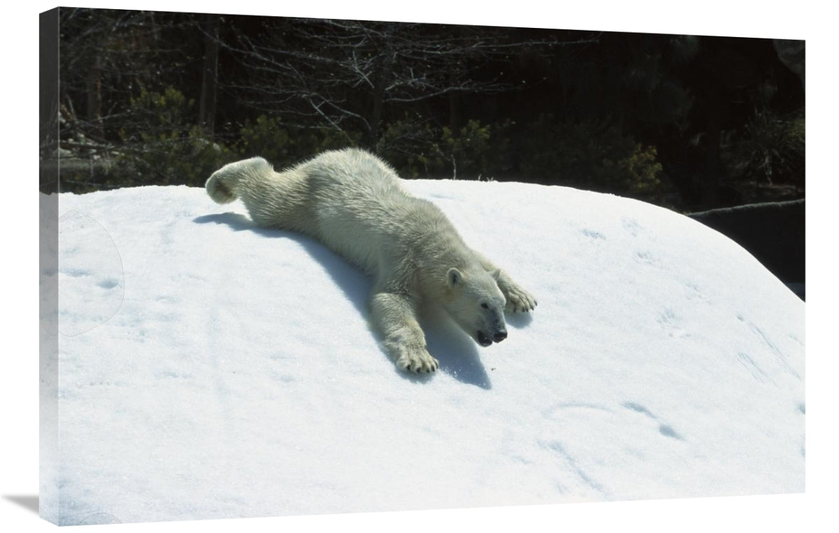 Global Gallery GCS-450827-2436-142 24 x 36 in. Polar Bear Sliding Down