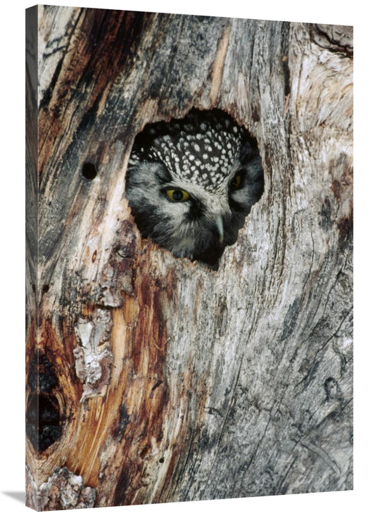 Global Gallery GCS-451844-2436-142 24 x 36 in. Boreal Owl in Tree Cavi