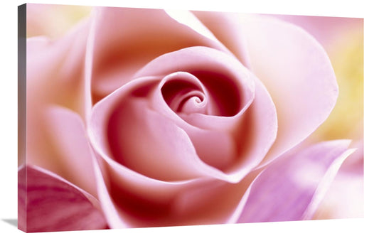 Global Gallery GCS-398290-2436-142 24 x 36 in. Rose Close Up of Pink F