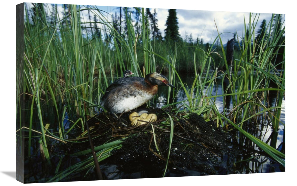 Global Gallery GCS-451916-2030-142 20 x 30 in. Horned Grebe with Chick