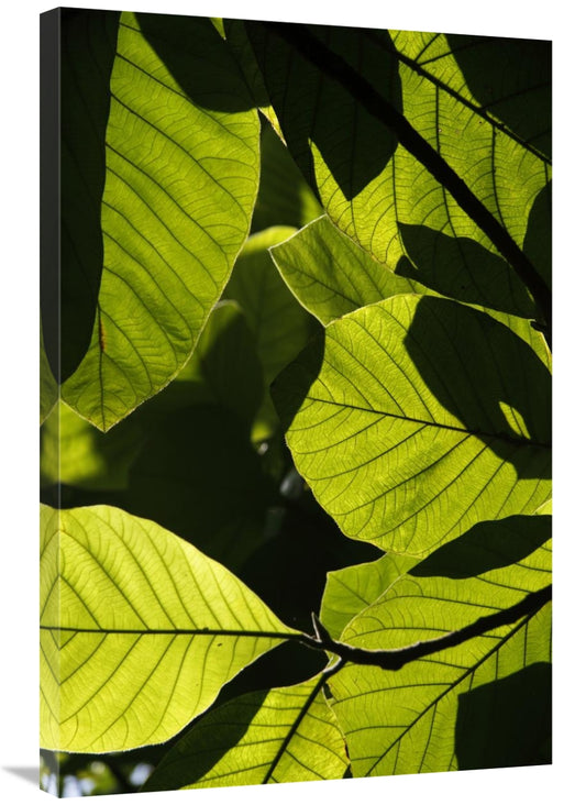 Global Gallery GCS-397731-2436-142 24 x 36 in. Rainforest Leaves Showi