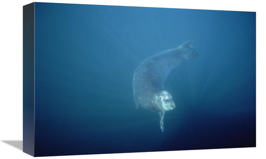 Global Gallery GCS-450929-1218-142 12 x 18 in. Bearded Seal Swimming U