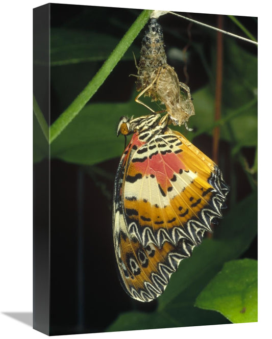 Global Gallery GCS-450978-1218-142 12 x 18 in. Malay Lacewing Butterfl