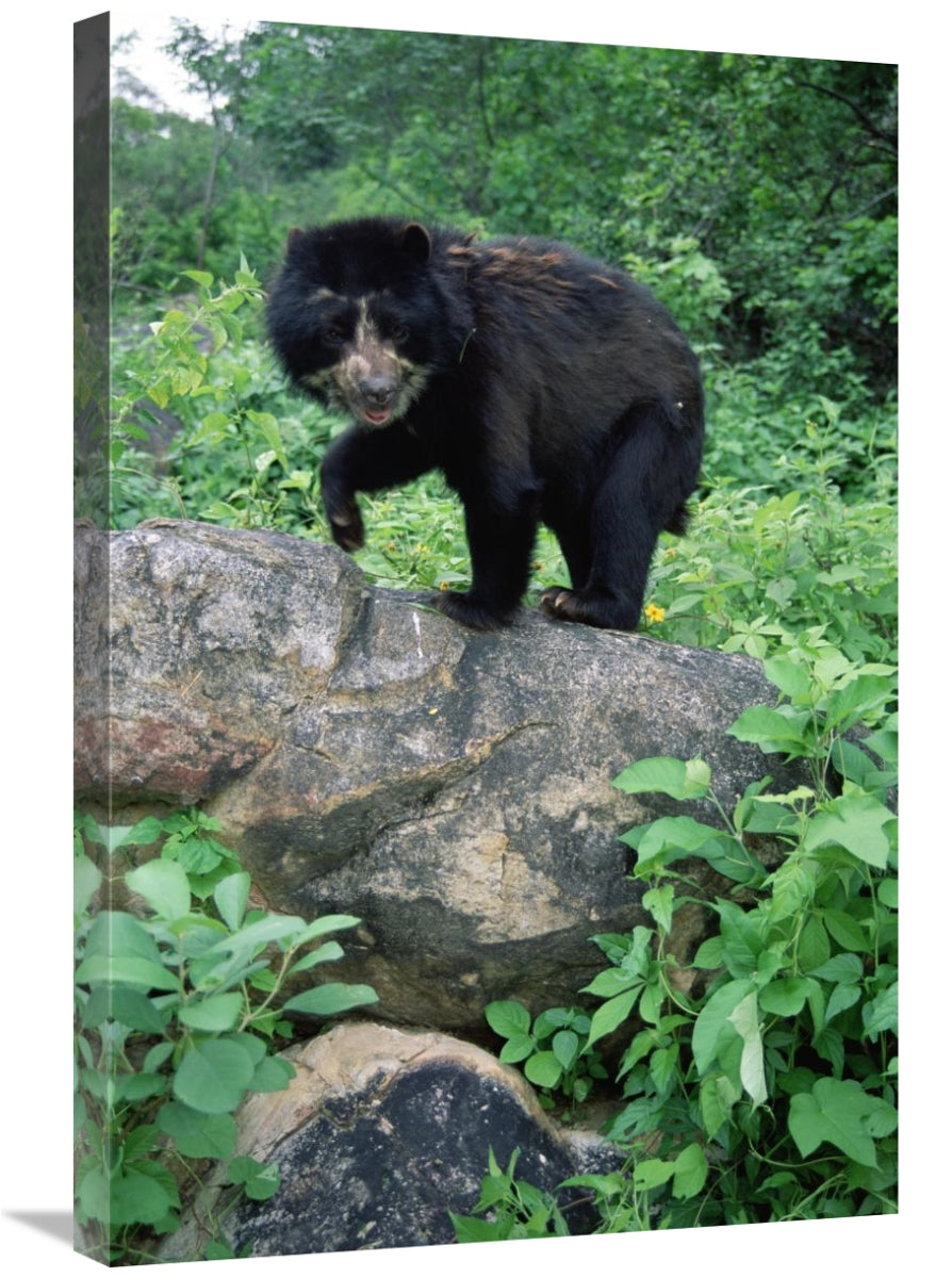 Global Gallery GCS-451464-2030-142 20 x 30 in. Spectacled Bear, Ce