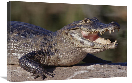 Global Gallery GCS-451484-2030-142 20 x 30 in. Jacare Caiman Portrait&