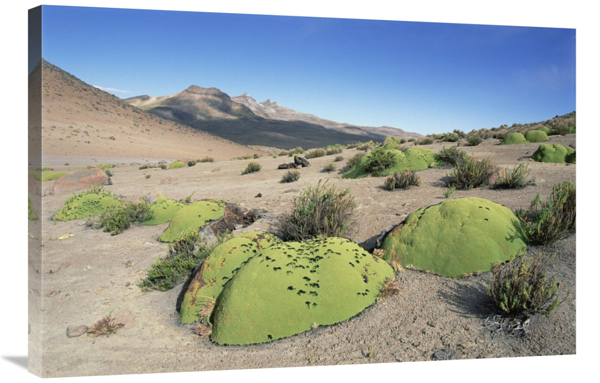 Global Gallery GCS-451493-2436-142 24 x 36 in. Yareta, Pata Pampa&