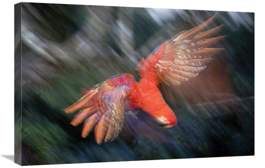 Global Gallery GCS-451495-2030-142 20 x 30 in. Scarlet Macaw Flying in