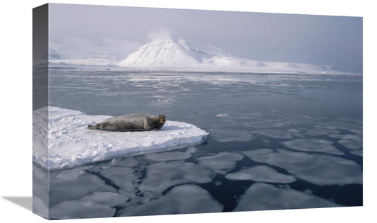 Global Gallery GCS-397836-1218-142 12 x 18 in. Bearded Seal on Ice Flo