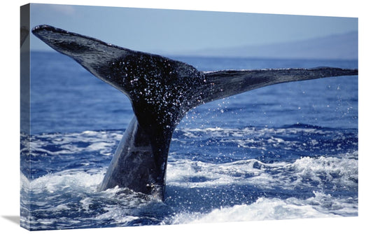 Global Gallery GCS-451034-2030-142 20 x 30 in. Humpback Whale Whale Ta