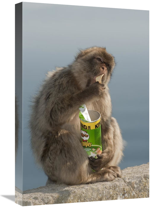 Global Gallery GCS-397941-1624-142 16 x 24 in. Barbary Macaque Eating