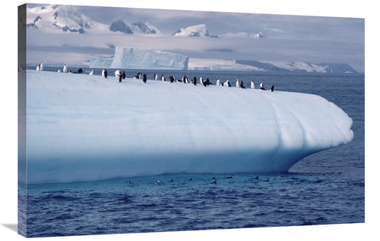 Global Gallery GCS-450635-2436-142 24 x 36 in. Chinstrap Penguin Group