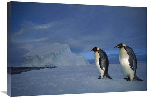 Global Gallery GCS-451729-2436-142 24 x 36 in. Emperor Penguin Pair on