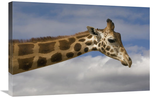 Global Gallery GCS-398142-2030-142 20 x 30 in. Rothschild Giraffe,