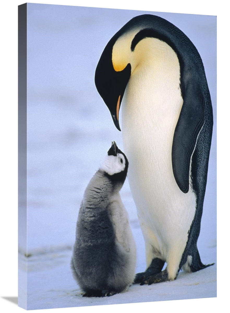 Global Gallery GCS-452392-2030-142 20 x 30 in. Emperor Penguin Adult w