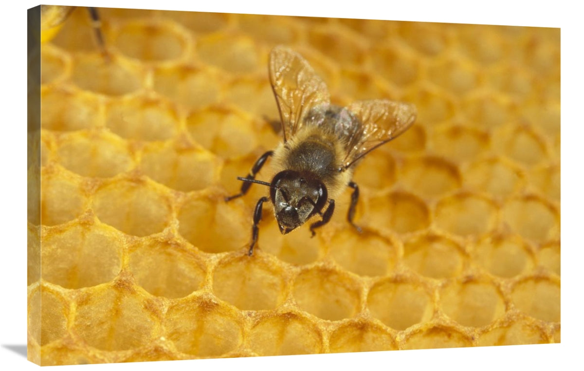 Global Gallery GCS-452422-2436-142 24 x 36 in. Honey Bee on Honeycomb&